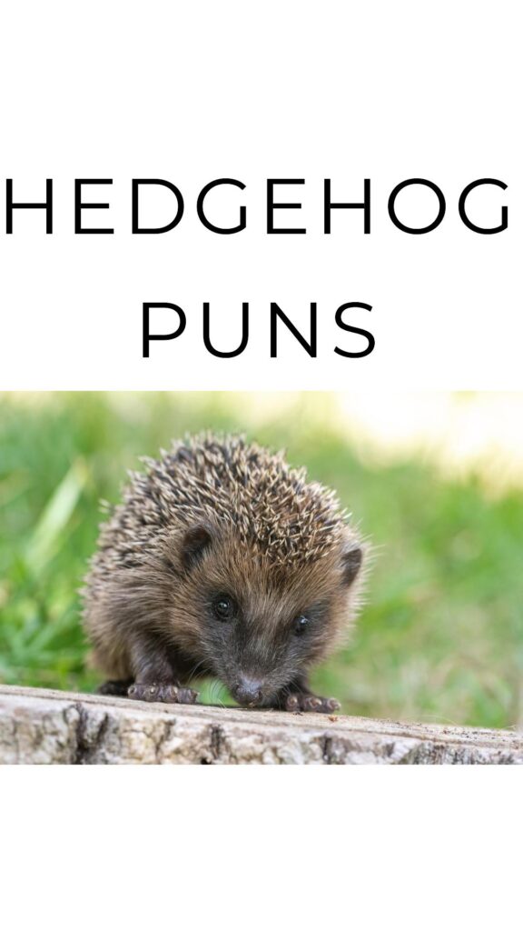 Hedgehog Puns