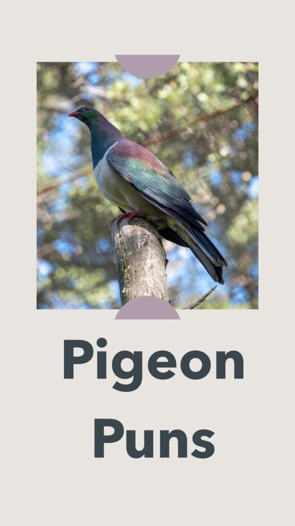 Pigeon Puns