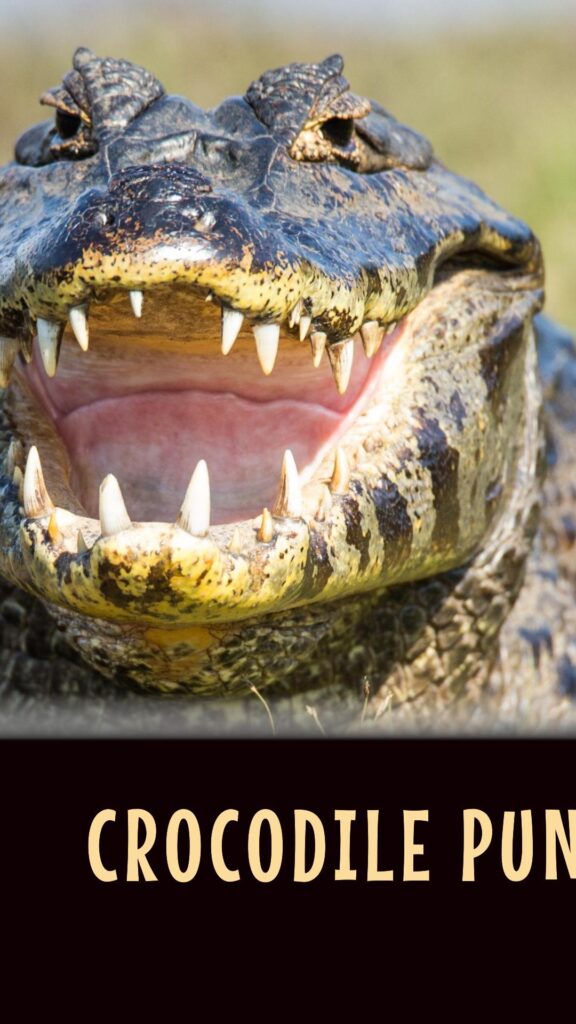 Chomping at the Bit: Snappy Collection of Crocodile Puns - Best Jokes ...