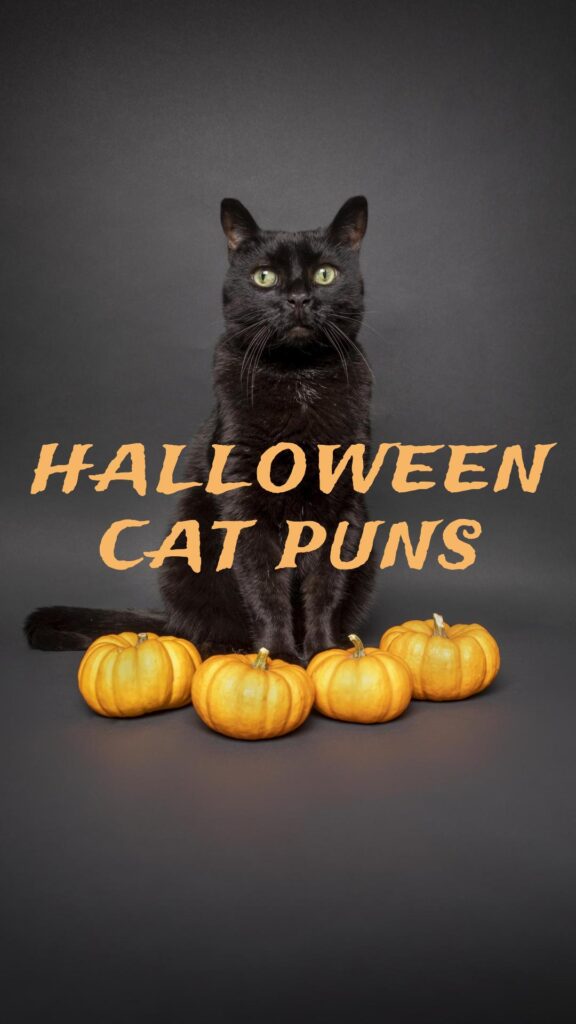 Halloween Cat Puns and jokes