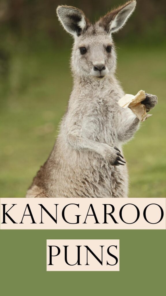 Kangaroo Puns and jokes