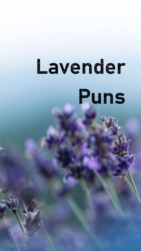 Lavender Puns and jokes