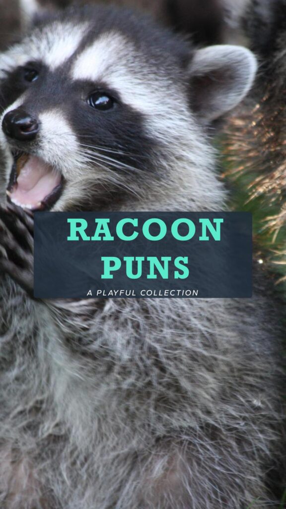 Racoon Puns