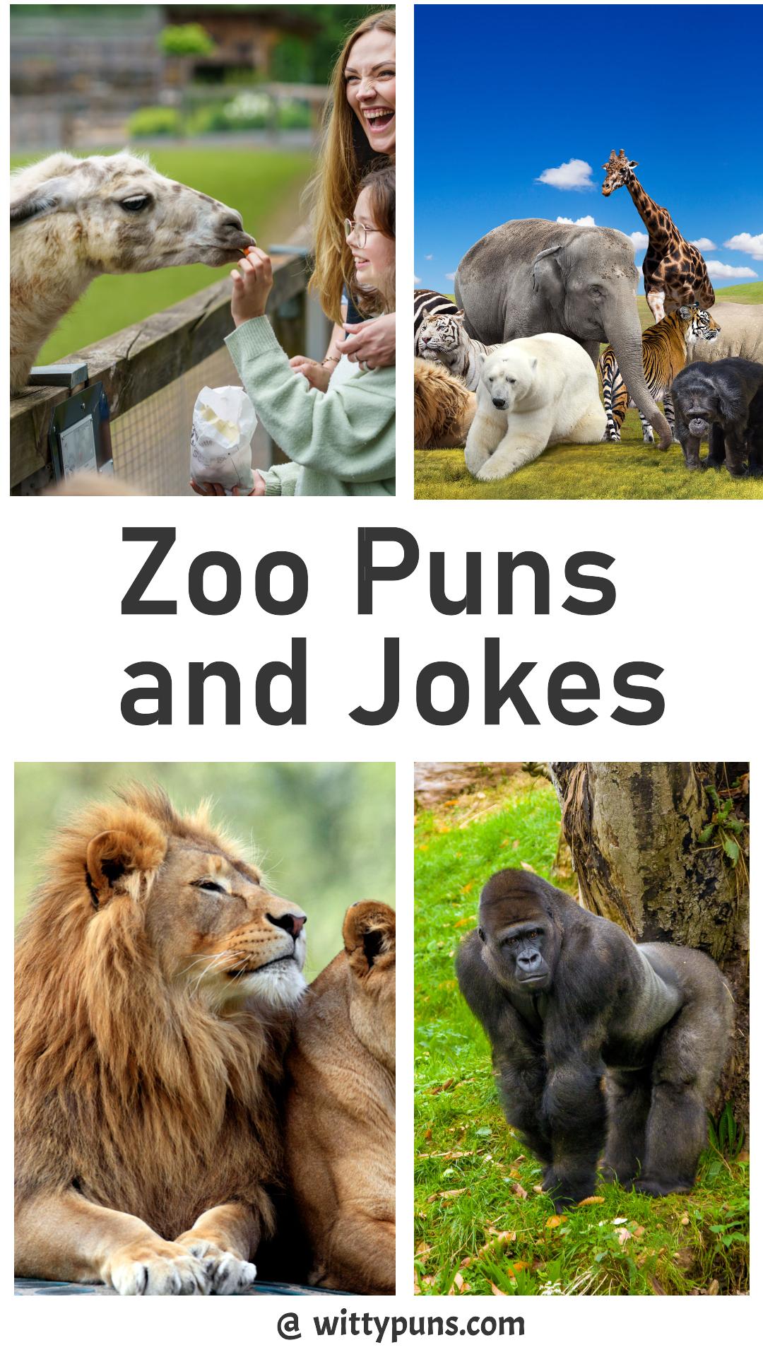 118+ Zoo Puns and jokes that are worth Exploring the Wild World - Best ...