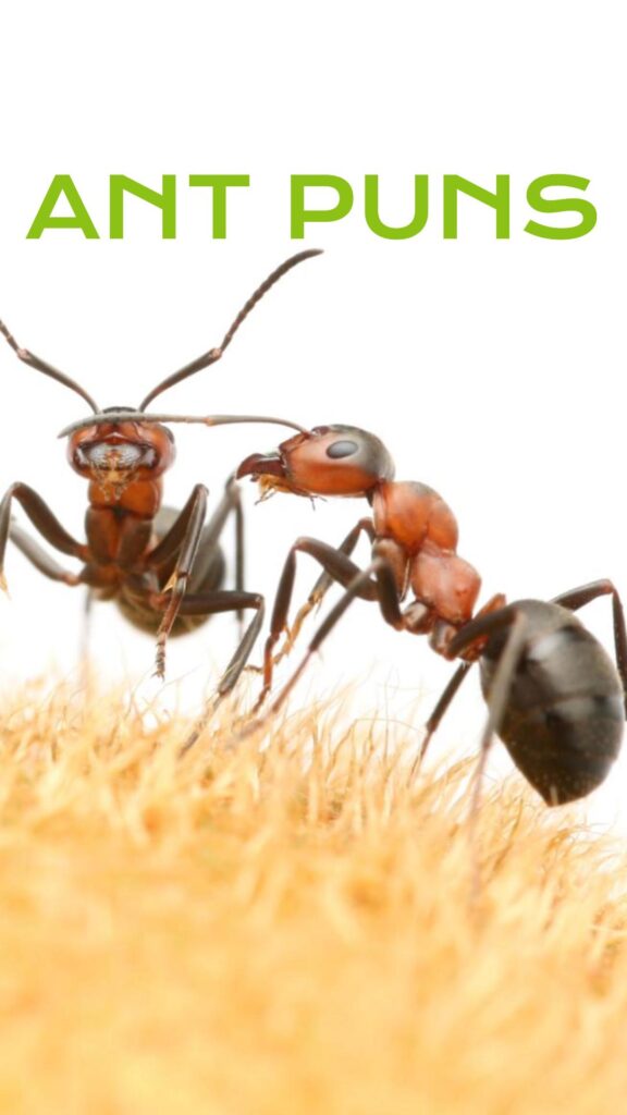 Ant puns and jokes