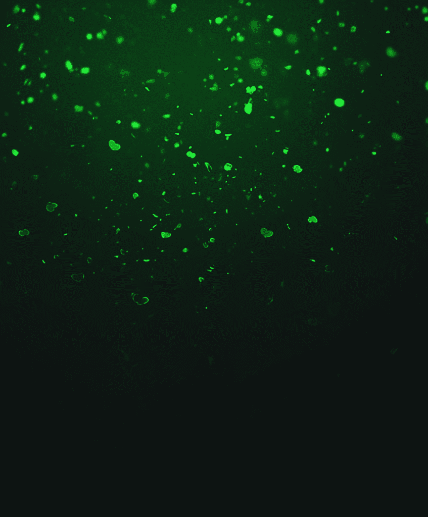 St Patrick's day aesthetic wallpapers dark iPad backgrounds